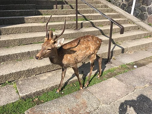 2018年に奈良公園で撮影された野生の鹿