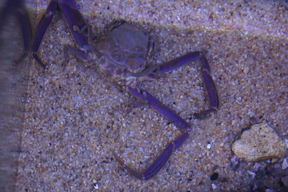 2025年に海響館で撮影されたヘイケガニ。現在の展示を保証する写真ではありません
